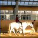 reiten Kastanienhof Bodelshausen-Reittherapie-Baden-Wuerttemberg