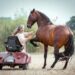 aW1hZ2UwMDEuanBnQDAxRDU5MkZGLjQ3QjQ0NTUw;jsessionid=8E9CC409757CA816E5593201BF2DDF13-n4 Parelli Natural Horsemanship